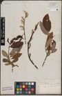 Foto von Salix discolor Muhl.